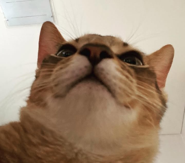 ꒰𝙂𝙐𝙈𝙈𝙔 𝙇𝙀𝙀꒱ tweet media
