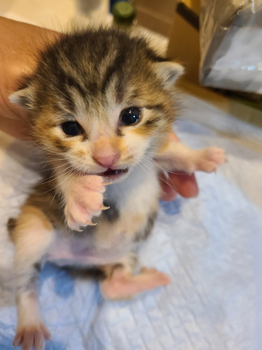 s_n_ta's tweet photo. そういえば久しぶりに保護猫活動してました。
今回は生後3週間くらい？の仔猫4匹でした。
トントン拍子に里親さんが決まったのですが、鳴き声の幻聴が止まずに少ししんみり。
仔猫には、仔猫からしか摂取できない可愛い成分がある。
みんな大事にされてほしいな。
#ねこ https://t.co/okBpJ9rJrA