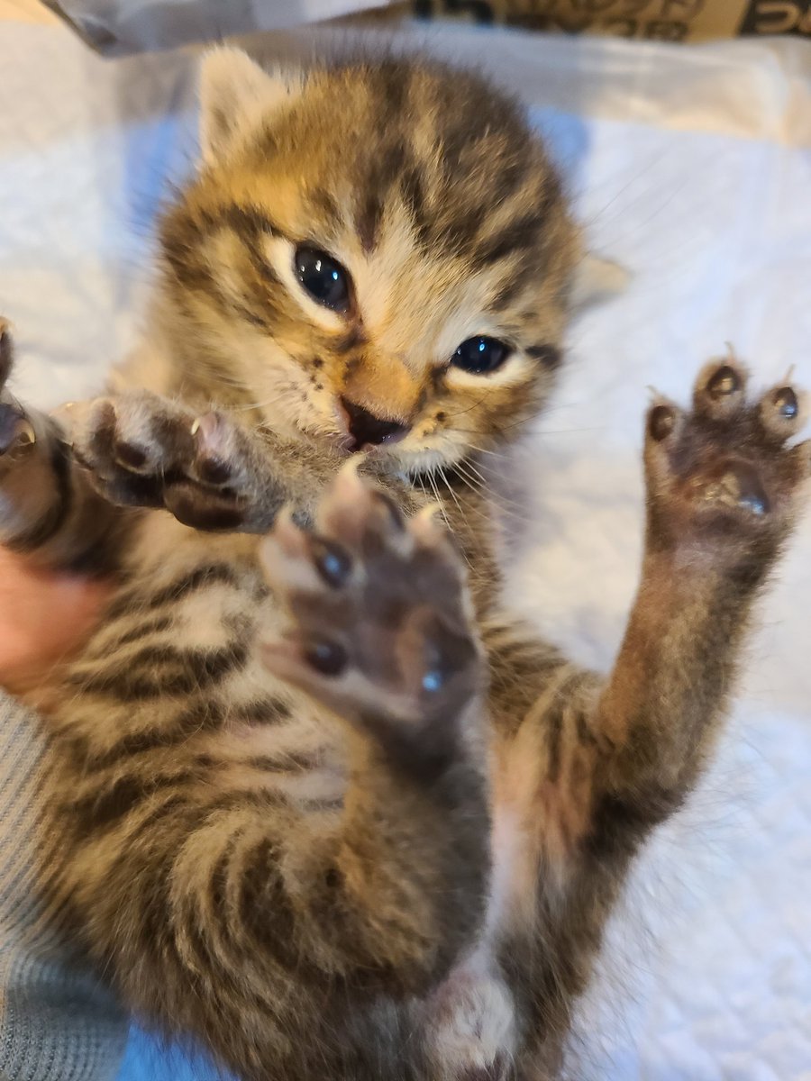s_n_ta's tweet photo. そういえば久しぶりに保護猫活動してました。
今回は生後3週間くらい？の仔猫4匹でした。
トントン拍子に里親さんが決まったのですが、鳴き声の幻聴が止まずに少ししんみり。
仔猫には、仔猫からしか摂取できない可愛い成分がある。
みんな大事にされてほしいな。
#ねこ https://t.co/okBpJ9rJrA