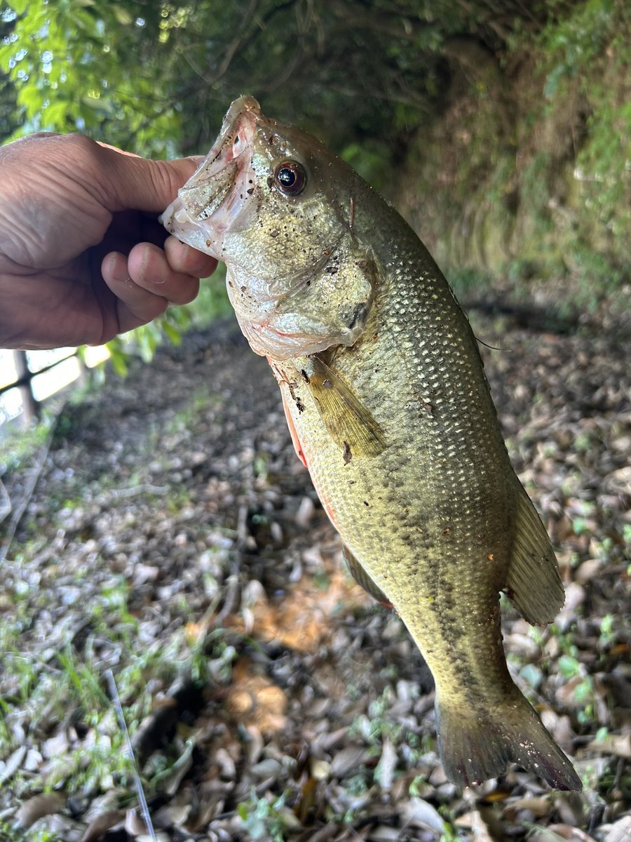 320_nagu's tweet photo. 今日は高滝へ
濁りが酷すぎる💦
カバーのキツイ場所でパワーフィネス一択
連チャンで35UPと40UP😊
しかし、あとが続かず…
以上😭
＃高滝湖
＃ブラックバス https://t.co/sIHiCtMvBU