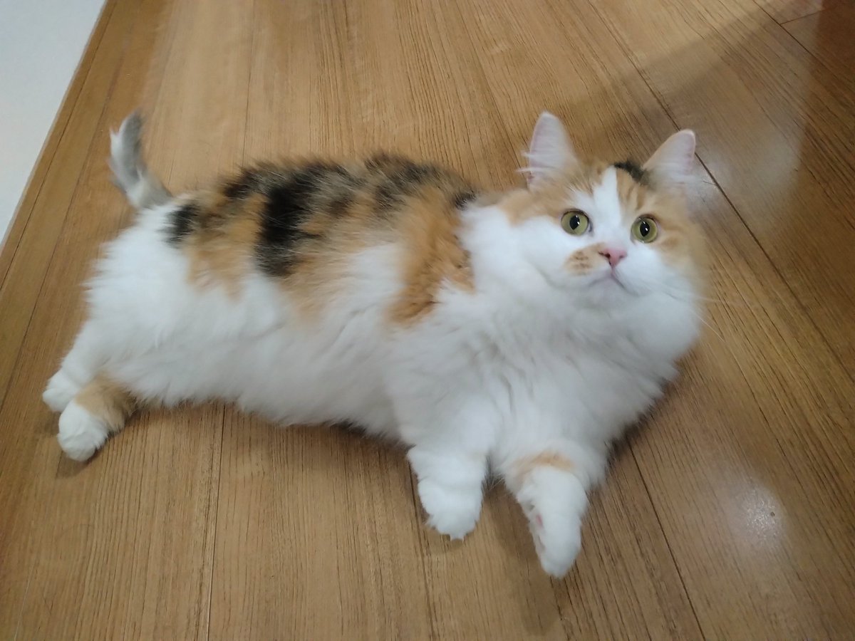 ネコ好きおじさん tweet media