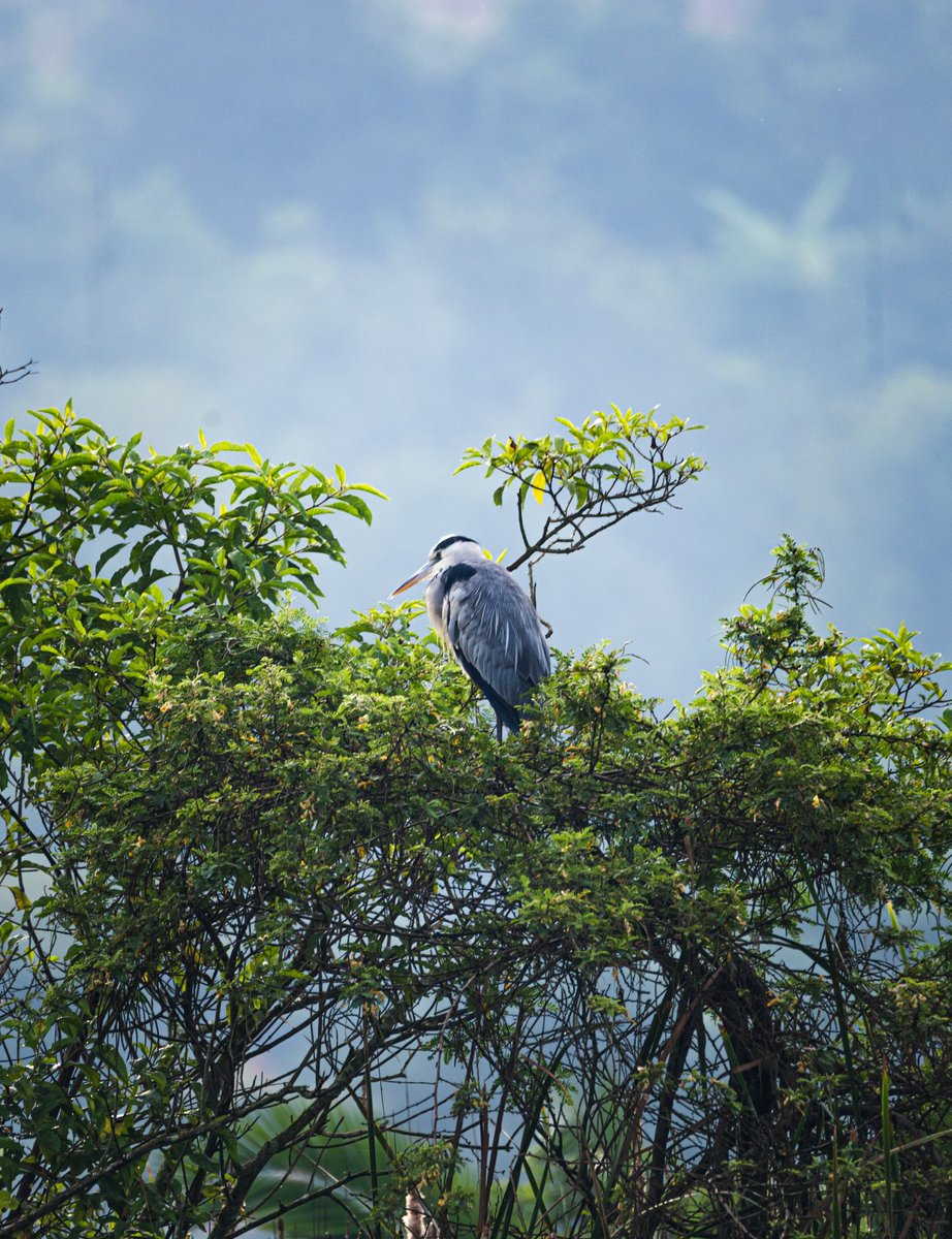 Nyandungu Eco-Park tweet media