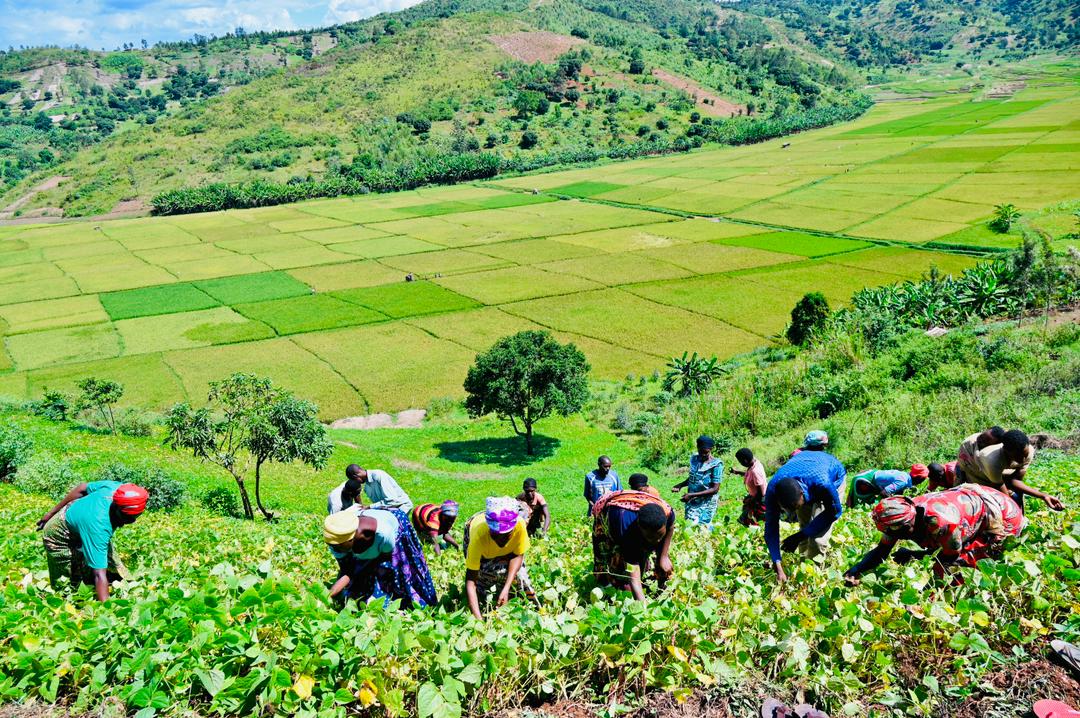 FH_Rwanda's tweet photo. One season ago, many farmers in Nyamasheke, Ngororero &amp; Gisagara doubted Conservation Agriculture. Today, through practices like minimum tillage &amp; mulching, they are seeing healthier soils, reduced erosion, lower costs, and better yields with less labor. Thanks @WFP with FH. https://t.co/BcVgCQm1td