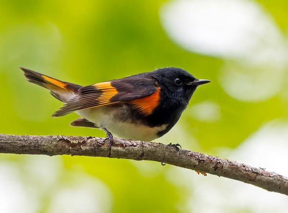 CincinnatiZoo's tweet photo. Today is World Migratory Bird Day! Millions of birds travel incredible distances each year, connecting ecosystems across continents. These journeys are becoming more challenging due to habitat loss, light pollution &amp; building collisions. You can help: https://t.co/iA1L8biK5U https://t.co/BvNjGQyHcn