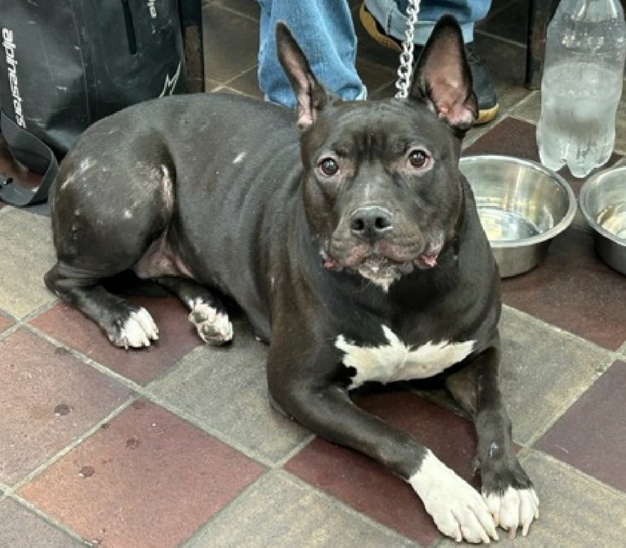 NMBewitched's tweet photo. We live in a society that kills for fear
Instead of offering comfort, a safe harbor
We pull out a needle๐
This is Coco Choco
#NYCACC
She laid in the lobby waiting to be surrendered for hours. No fear. She did not know she was being abandoned๐
Since she walked down that hallway, she has trembled
Coco C lived w/ dogs & cats
A family girl. Social, sweet & loving.
Though trembling & terrified,
She has remained gentle in her aloofness.
This very sweet, sensitive girl needs a safe, loving home
Better hurry
#FostersSaveLives