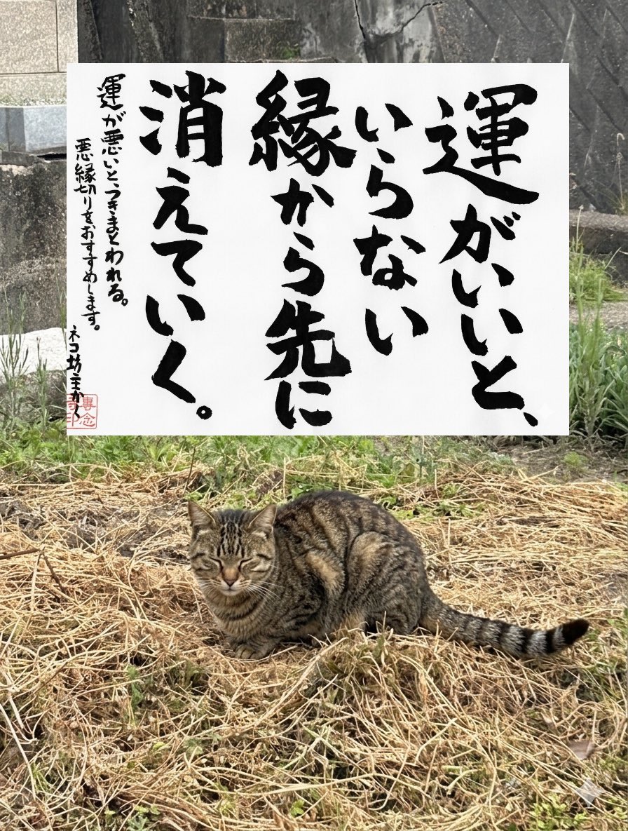 専念寺/ネコ坊主 tweet media