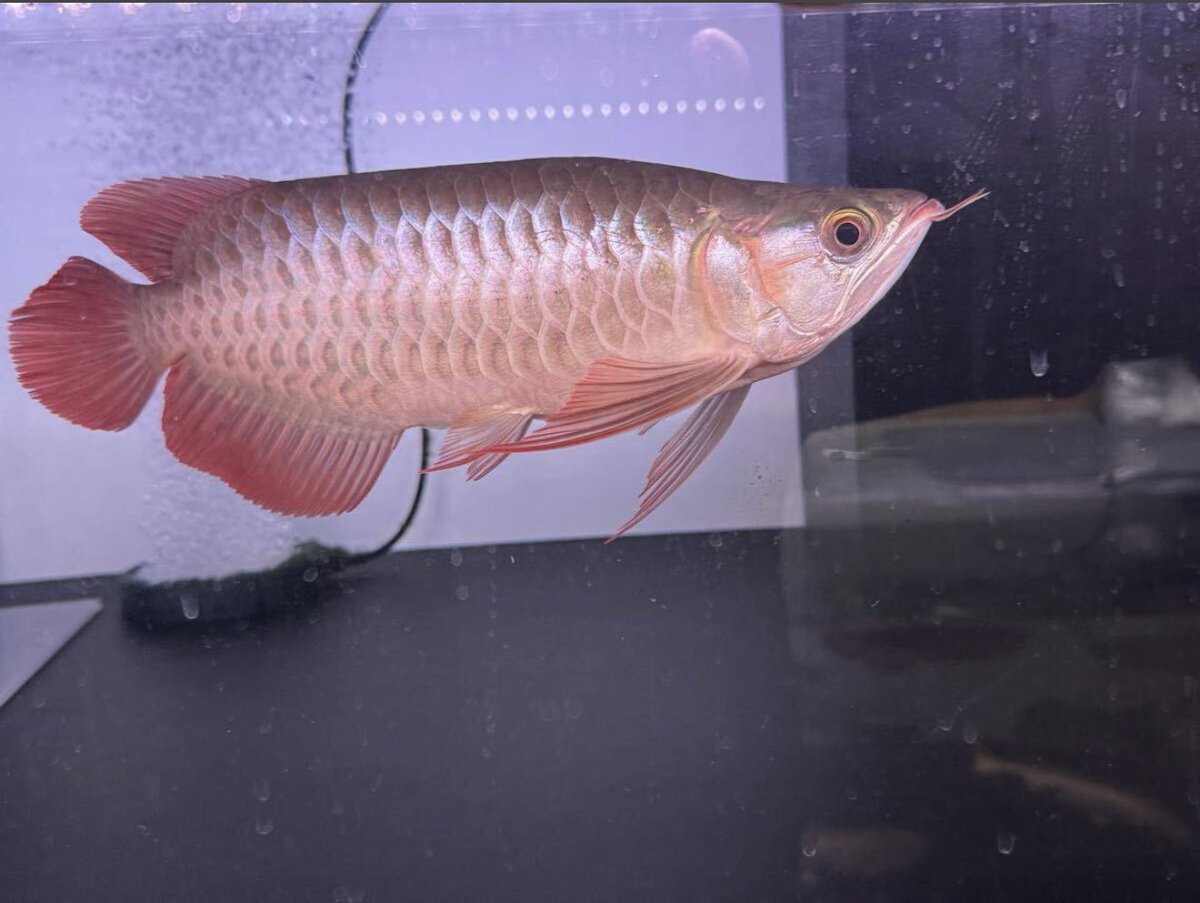古代魚大好きな人 tweet media