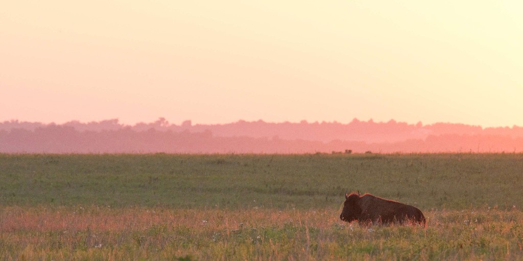 mostateparks's tweet photo. Happy anniversary of the National Bison Legacy Act! Signed in 2016, this act made the American bison our official national mammal. Celebrate by visiting the herd at Prairie State Park. Plan your trip at https://t.co/zn8eSwQVyH. https://t.co/3DDXMUKDHF