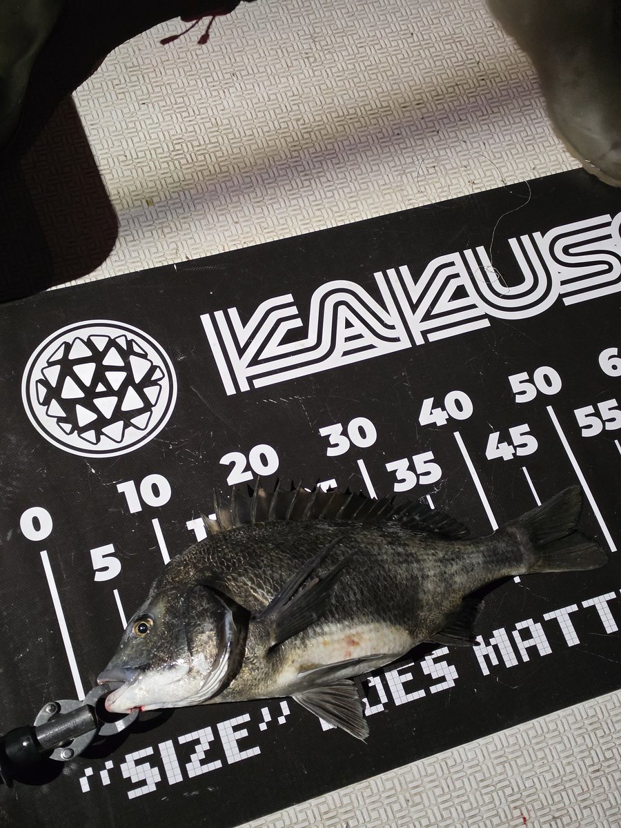 BeBefishing's tweet photo. デカチヌ https://t.co/sZIAv2nGn5