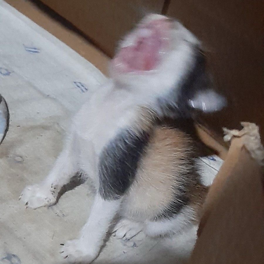 animalsbabyy's tweet photo. "AAAAAAAAAAAAAAAAA" https://t.co/apXh4lvx5p