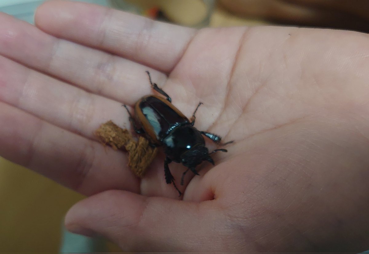 虫めづる母🔰(旧love beetles) tweet media