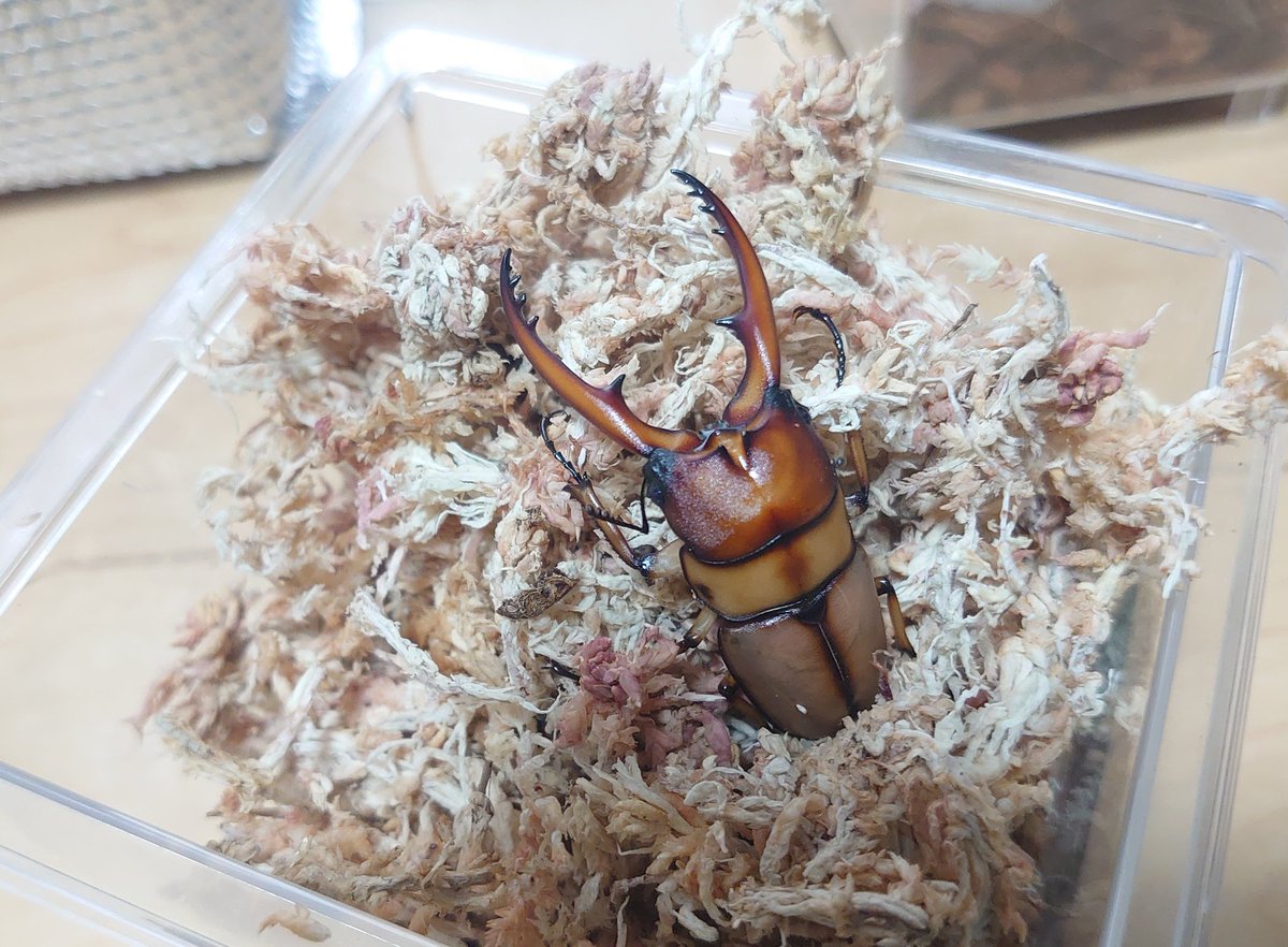 虫めづる母🔰(旧love beetles) tweet media