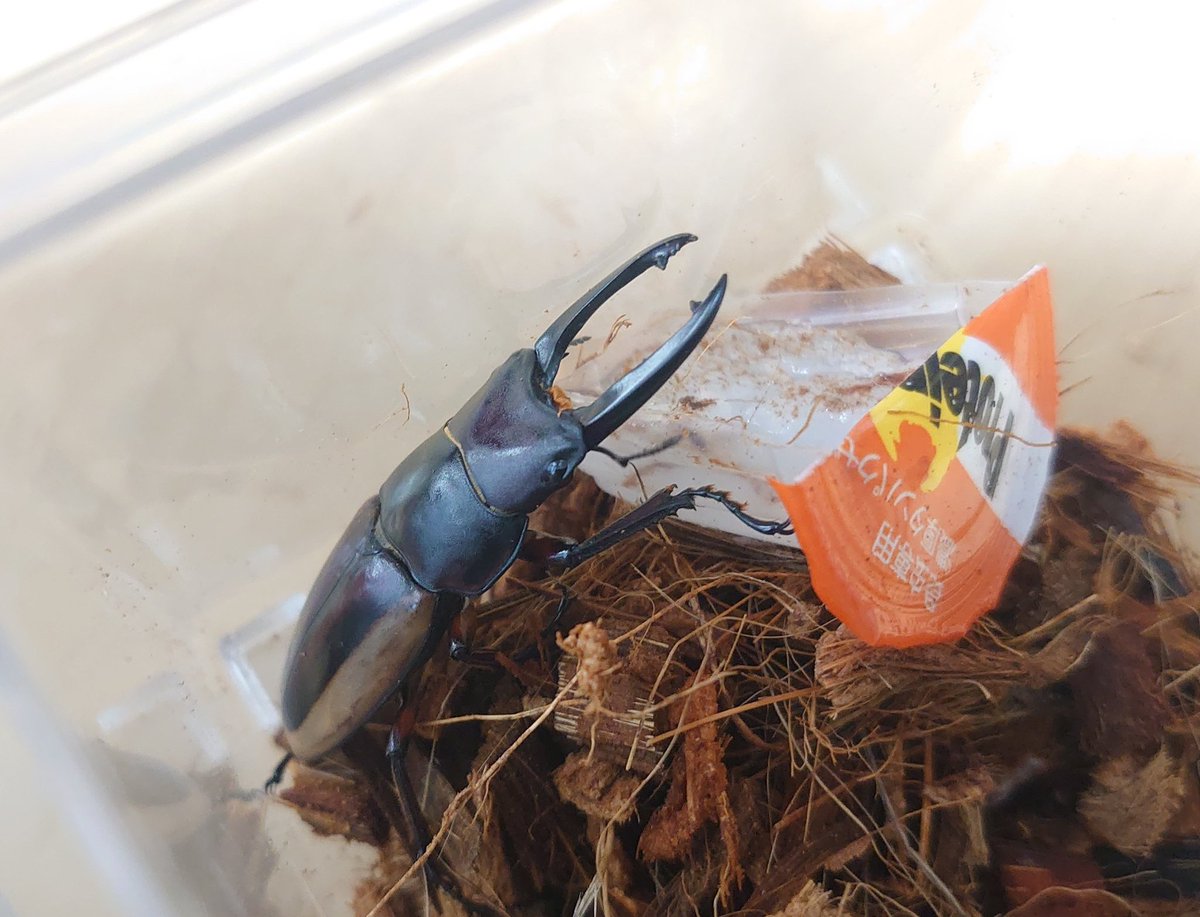 虫めづる母🔰(旧love beetles) tweet media
