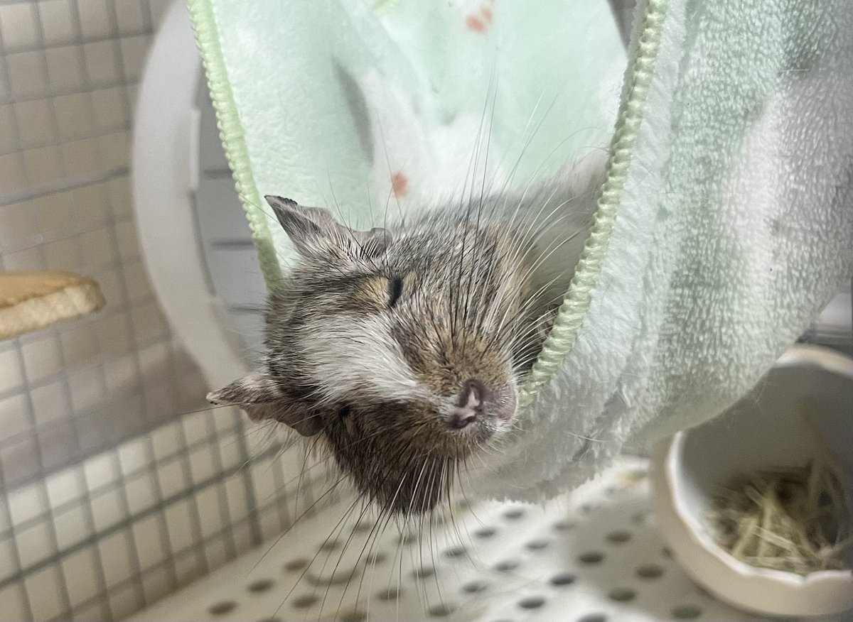 みかん🐭 tweet media