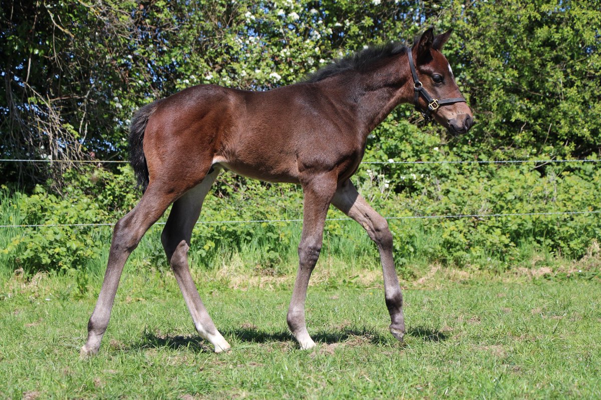 PiercetownStud's tweet photo. We closed out our foaling season, with the arrival of this colt foal by Baaeed (@Shadwell_EU). Now a month old, he is the second foal out of Hidden Jewel (Cappella Sansevero), who herself is a half sister to x2 G1 winner Emily Upjohn. 

#RPFoalGallery @rpbloodstock https://t.co/et3bKXvT4k