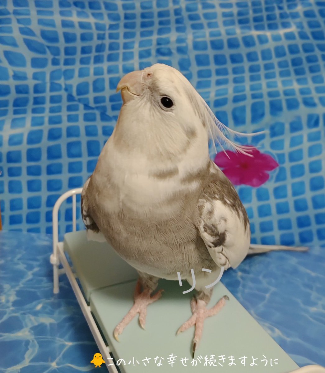 おやすみなさい🐥✨