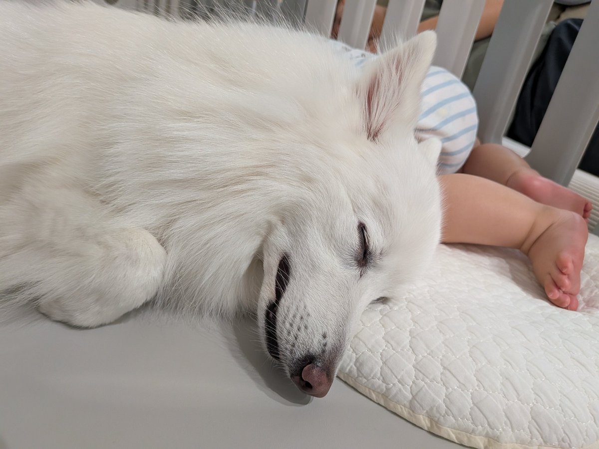 mashiro_spitz's tweet photo. 寝たの確認して寄ってきたましろ姉🐻‍❄️
妹寝てるときは安全😌💤 https://t.co/UbHdxgxmf5