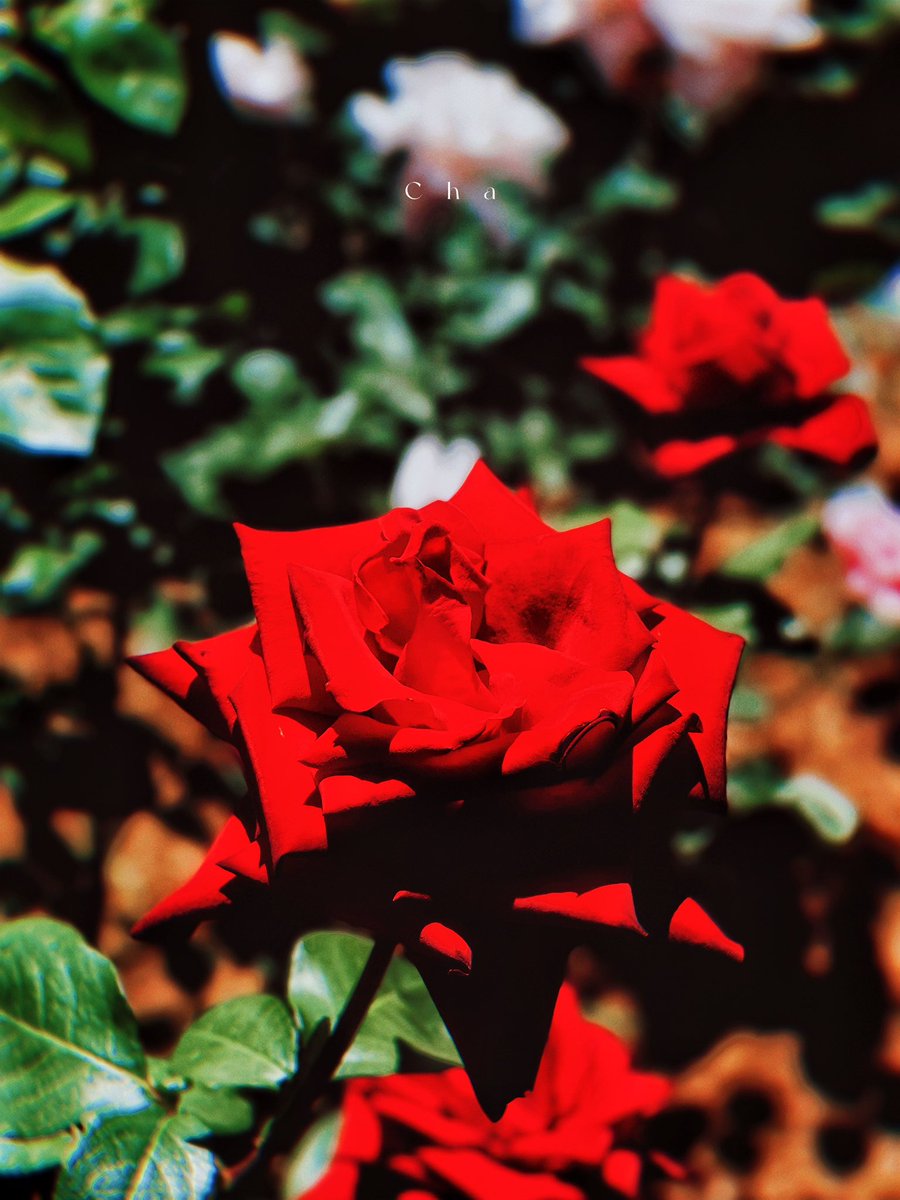 大佐みたいな薔薇だね(by友)