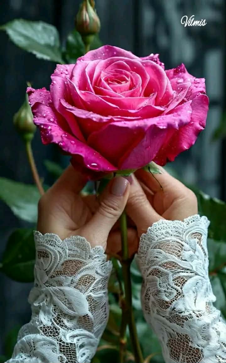 ✨Amalia Rodríguez ✨🌹 tweet media