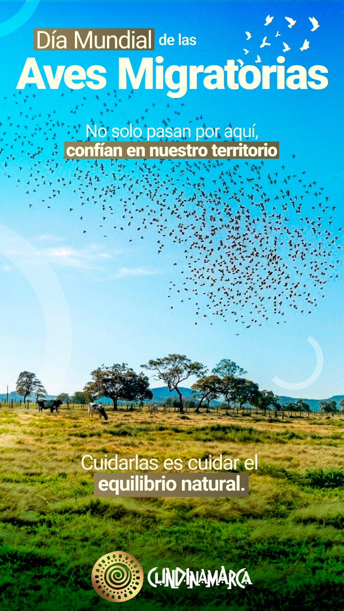 MarcaCmarca's tweet photo. Vienen de miles de kilómetros y encuentran en #Cundinamarca el lugar ideal para transitar. 🐦

Hoy, en el #DíaMundialDeLasAvesMigratorias, recordamos la importancia de proteger sus rutas y hábitats.🐦‍⬛ https://t.co/OAX3YWIxLx