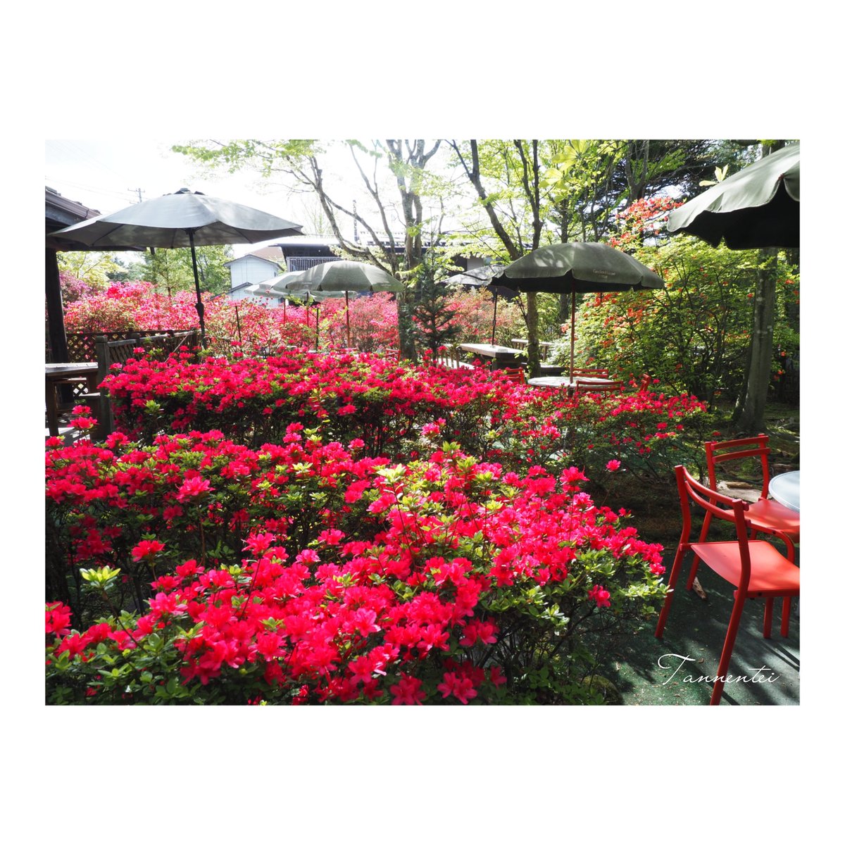 tannentei's tweet photo. 旦念亭のツツジ、早くも満開
#旦念亭 #軽井沢 #ツツジ https://t.co/cLFyHW1uwv