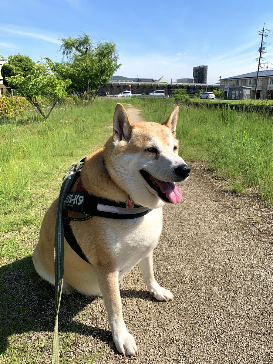 skydong_bicchu's tweet photo. カラッと晴れた土曜日。領地巡回のいつもの道は心地よい風が吹き、過ごしやすい一日でしたが、ゴン太さん的には、そろそろ暑さが辛くなってきたようです😅 #dog #fineday #earlysummer https://t.co/a7dP0pgoti