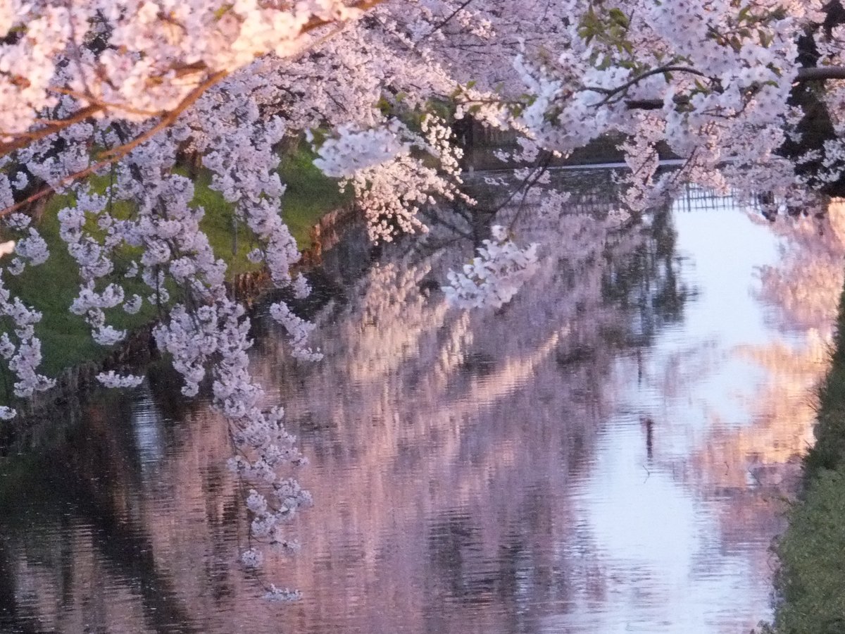 花筏が覆う堀の水の美しさ。 #TLを花でいっぱいにしよう