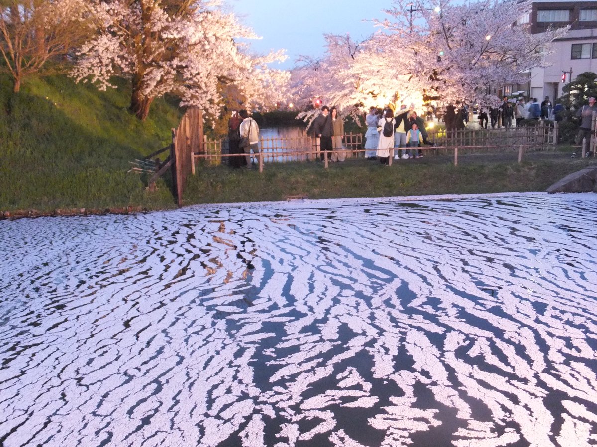 花筏が覆う堀の水の美しさ。 #TLを花でいっぱいにしよう