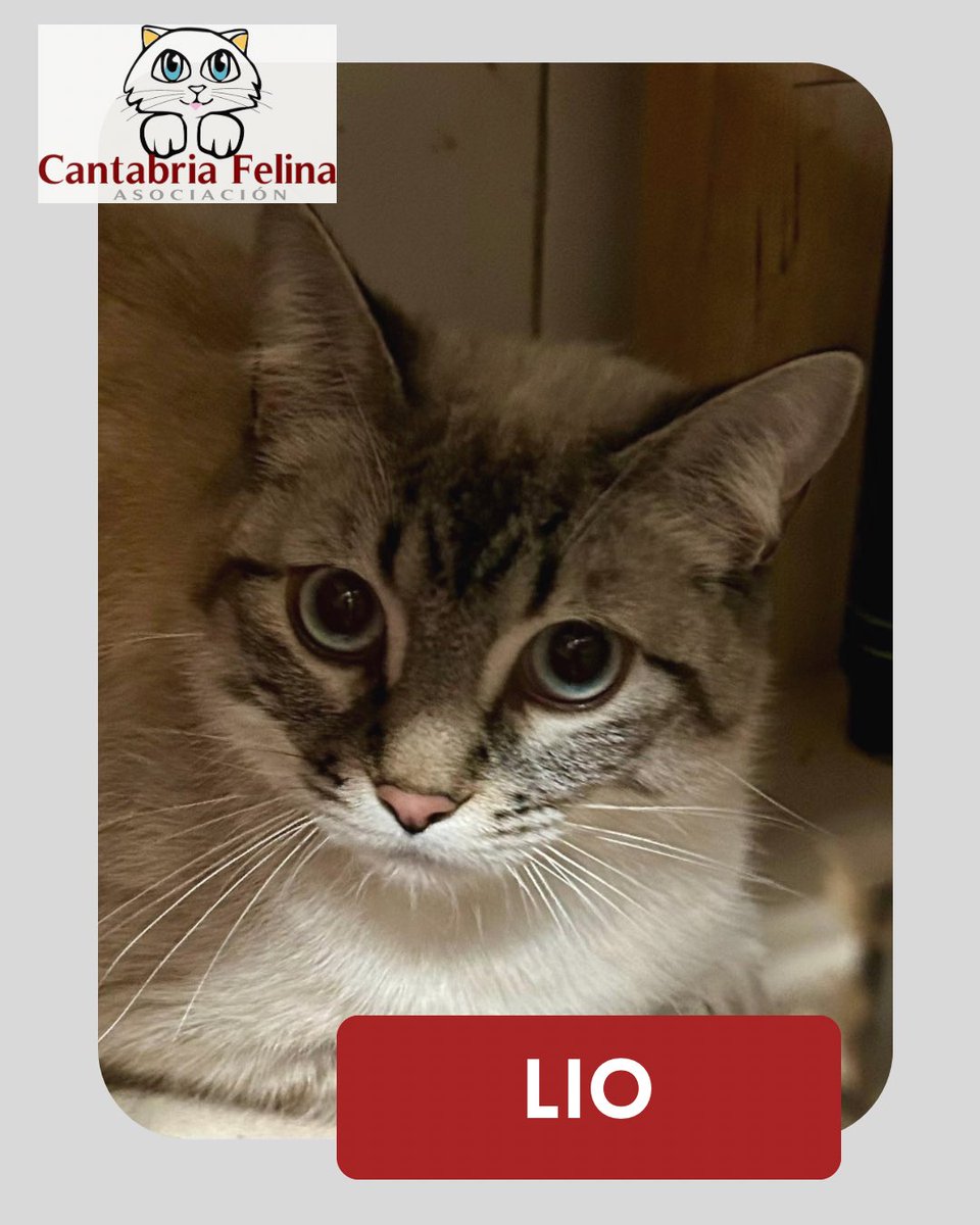 Lío 🐈

Dos hermanitos que les cogieron de pequeño, vivieron sus primeros meses de vida muy felices. Hasta que su humana enfermo y ya no se pudo hacer cargo.
Tienen 11 meses - 1 año y son lo más cariñoso del mundo
#cats #cantabria #adopcionresponsable #adoptaysalvaunavida😻❤️🐾