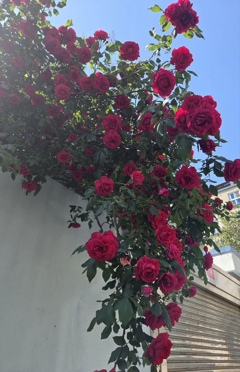 ims807563's tweet photo. 햇살 머금은 붉은 장미🌹
담장을 따라 흐드러지게 피어난 모습에
잠시 걸음도 시선도 멈춰봅니다.
계절은 이렇게 가장 화려한 순간을 선물하네요✨

#장미 #봄풍경 #꽃사진  #봄감성 #예쁜꽃 https://t.co/lPL7ISP3jI