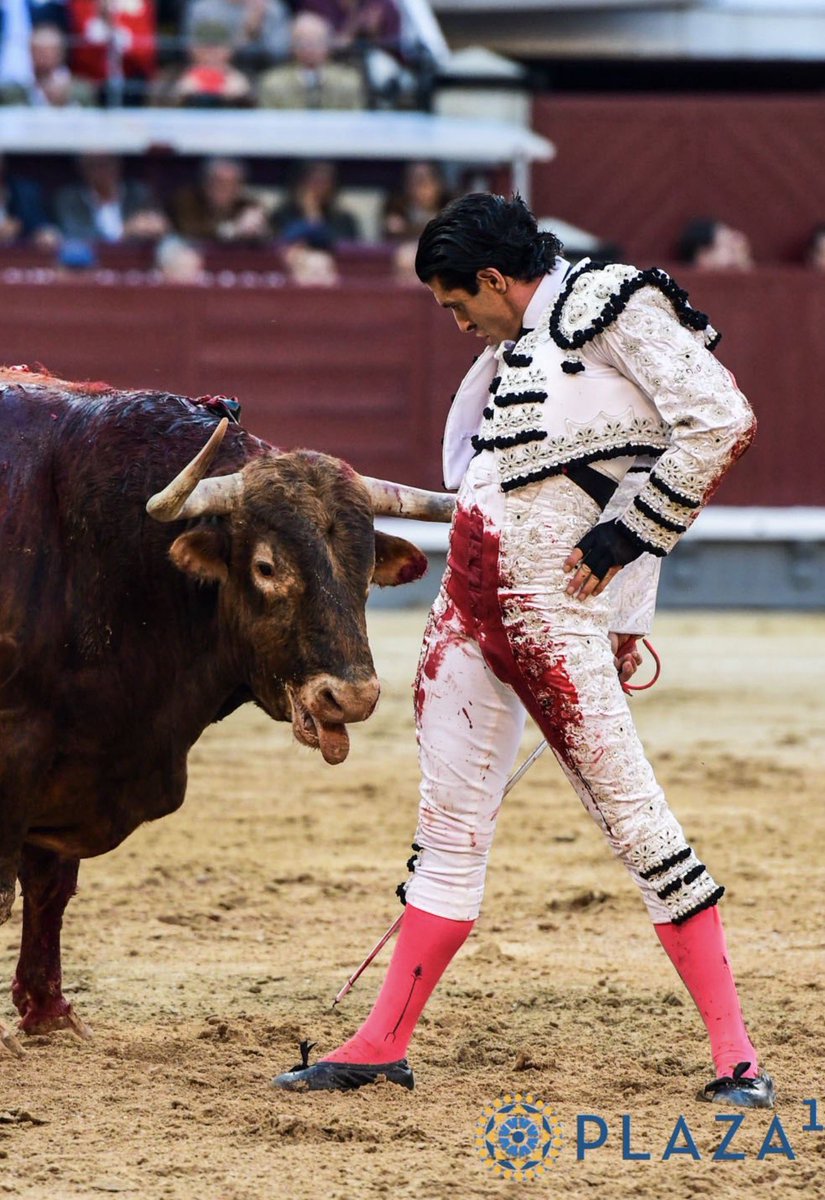 Recomendación para <a href="/aletalavante/">Alejandro Talavante</a> . El postureo déjalo para la afición pueblerina
En Madrid hay que tener más respeto al toro 
El toro fue muy bueno en la muleta, por bajo un caramelo, pero tenía poco trapío y con lengua afuera fue deprimente lo visto.