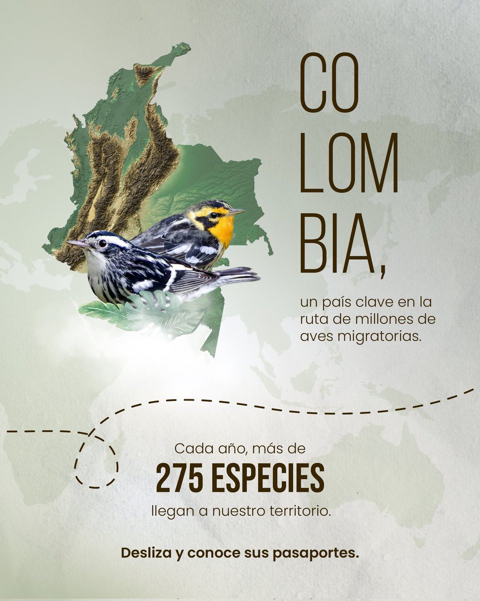 ProAvesColombia's tweet photo. Cada año, millones de aves recorren miles de kilómetros hasta llegar a Colombia. ✈️🪶
En el #DíaMundialDeLasAvesMigratorias te invitamos a conocer algunas de estas viajeras extremas y sus pasaportes migratorios. 🇨🇴🛂
#WorldMigratoryBirdDay #Conservación #ProAves https://t.co/aInhXhEv0J