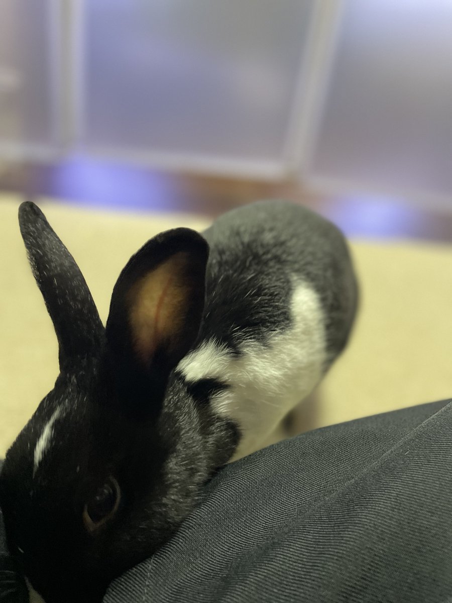 同居人氏「うさぎを飼おうと思う」
ということで先週から、うちに保護うさぎがやって来ました！

名前はネロ
早くも懐いてくれている
そして大いに遊んでおられる
頭を撫でると大人しくなる
よく手を舐めてくる
そんな子です笑

そんなネロさん、今日はなぜか人のズボンの裾を噛んでくる
やめなさい