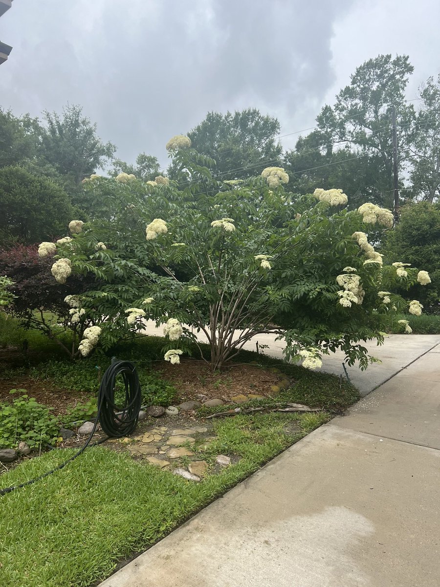 DeepNTheHeartO1's tweet photo. The Elderberry blooms just keep a coming https://t.co/M2VdFsUcc5