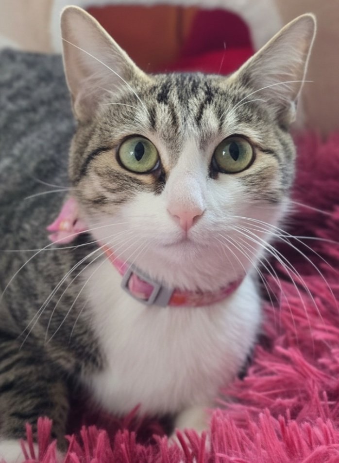 Me llamo #Sansa y soy muy kepreciosa, muy keamorosa y muy kesociable. Por motivos extraños, la gente no ha preguntado por mí y eso me entristece... 
Yo ya quiero un hogar, personitas a quien amar y que me amen, si te intereso, no lo piensen más, mándame DM.  Si solo me quieres