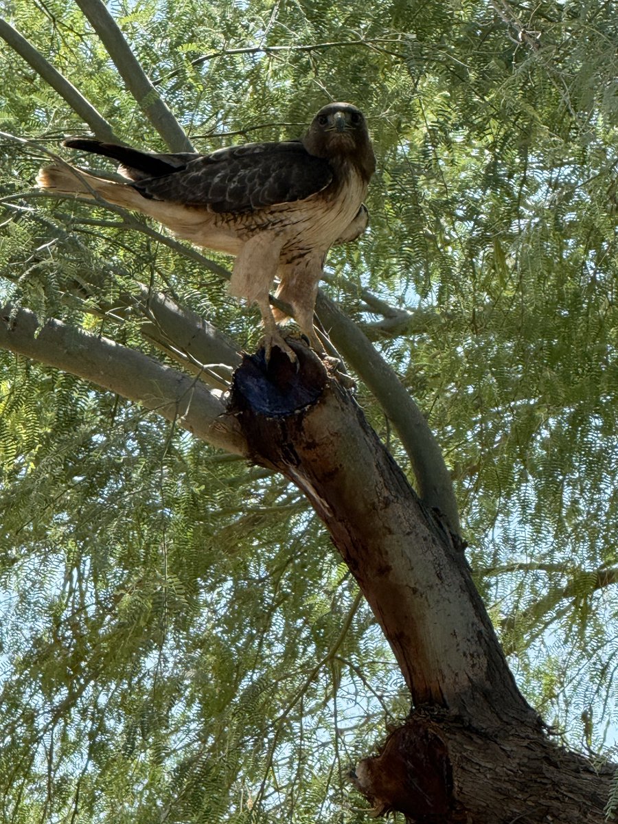 cakecolombo's tweet photo. Can you tell me what kind of bird this is please @TheClemReport https://t.co/xLa4PTxuIl