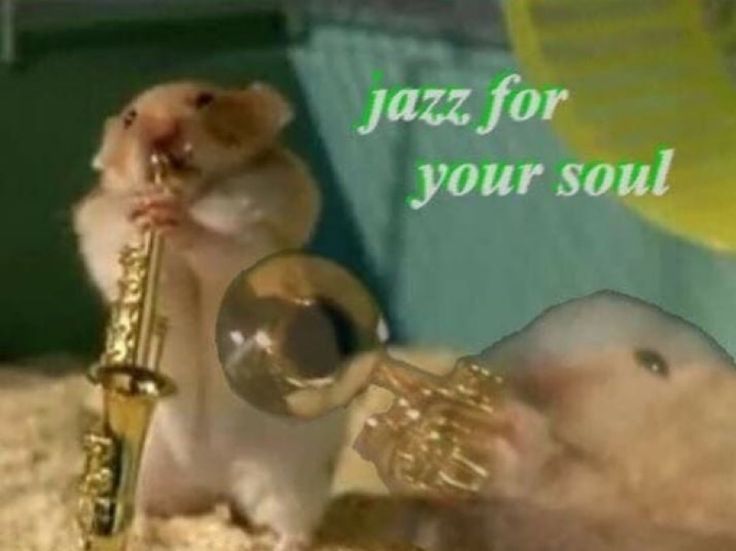 Tweets Of Hamster (@tweetsofhamster) on Twitter photo 