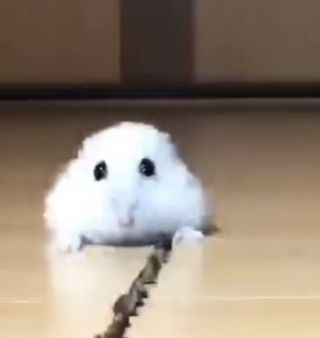 TweetsOfHamster's tweet photo. https://t.co/NfMUmb4R6J