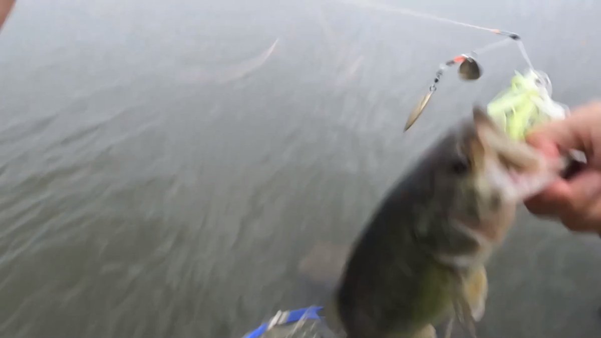 no_gorichan's tweet photo. 【バス釣り】【霞ヶ浦】のスポーニング期はあれを逃すな!!
GW天気は強風続きて荒れ気味。 
でもある一瞬のタイミングを見極めれば、30分で爆釣
夢のような時間!!

動画はこちら
https://t.co/b32gu1Wy89

#バス釣り 
#霞水系
#霞ヶ浦
#おかっぱり
#バスフィッシング
#流入河川
#春 https://t.co/2CuGAq0YIK