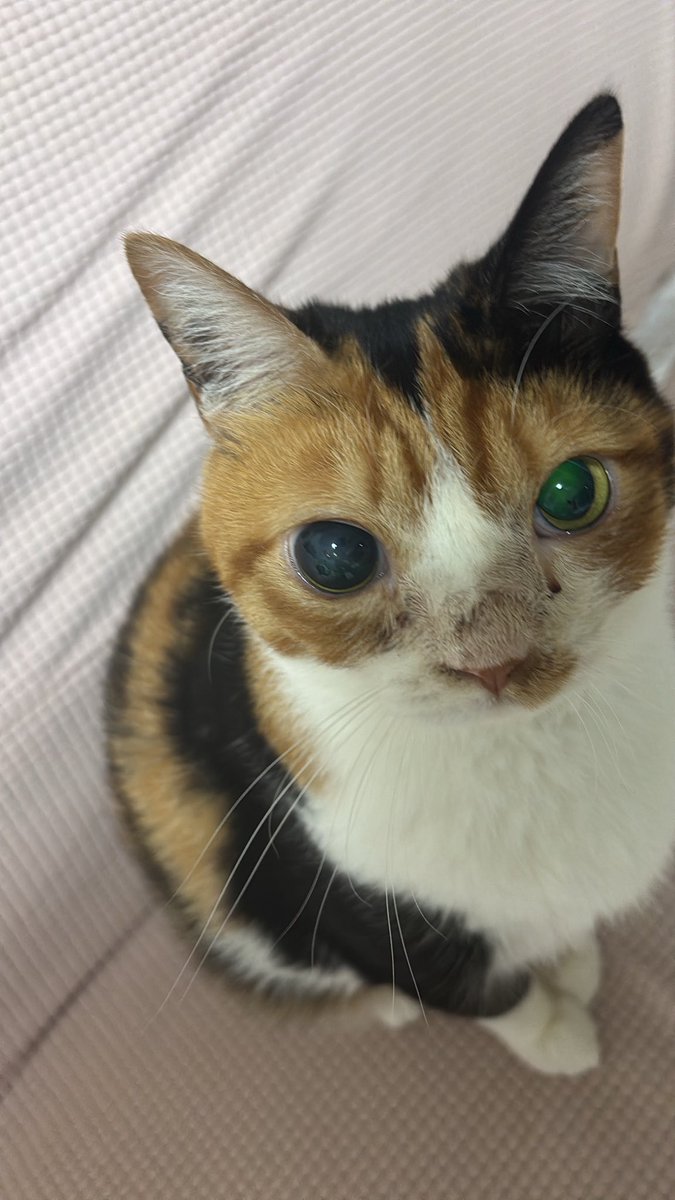 AhuroNicholas's tweet photo. 上からにゃにみてんだよ(ㅍ_ㅍ) https://t.co/tUWN0233Qz
