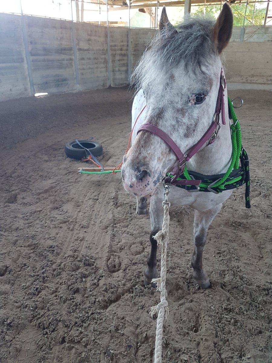PonyPeppi tweet media