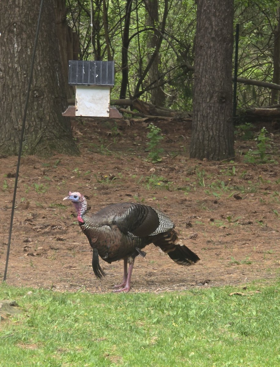 Patrick1Bain's tweet photo. @charlielangton @FOX2News  
Turkey made his way home. https://t.co/QBcOeNtvCp