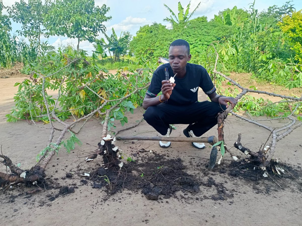 BrianElilu's tweet photo. On the 4th May 2026, I visited our YFG to monitor the harvesting drought-resistant cassava.
By aligning local action with @icpac_igad climate forecasts, we are ensuring these young farmers don't just plant, but harvest. This is the heart of our climate-resilient agri-food initia. https://t.co/TuS5gcQiDo
