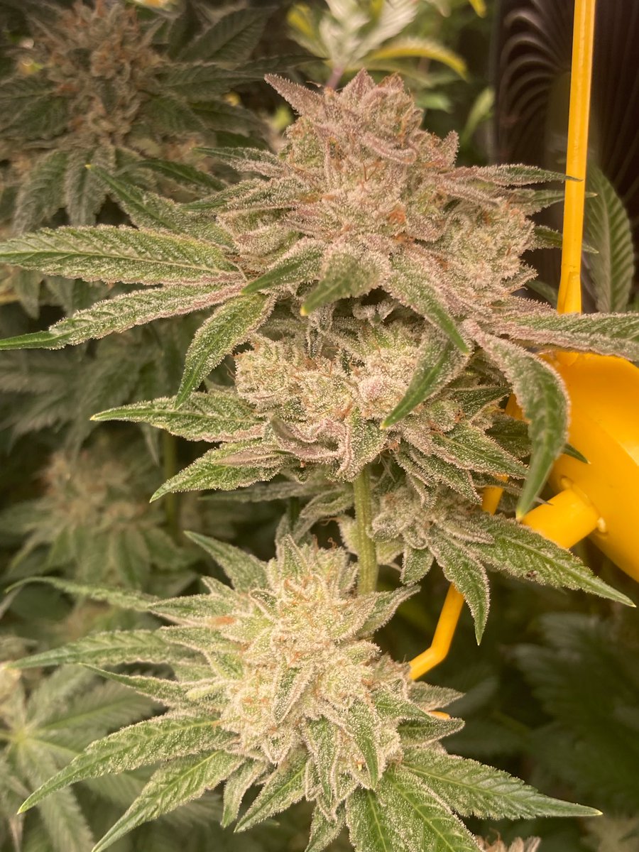 SunsetJohny's tweet photo. Gorilla Glue #4 cut day 66 https://t.co/suzGHw5MjV