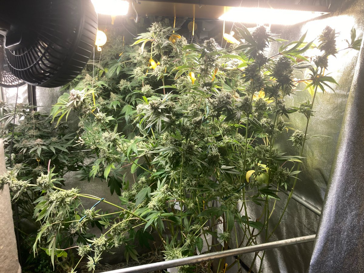 SunsetJohny's tweet photo. Gorilla Glue #4 cut day 66 https://t.co/suzGHw5MjV