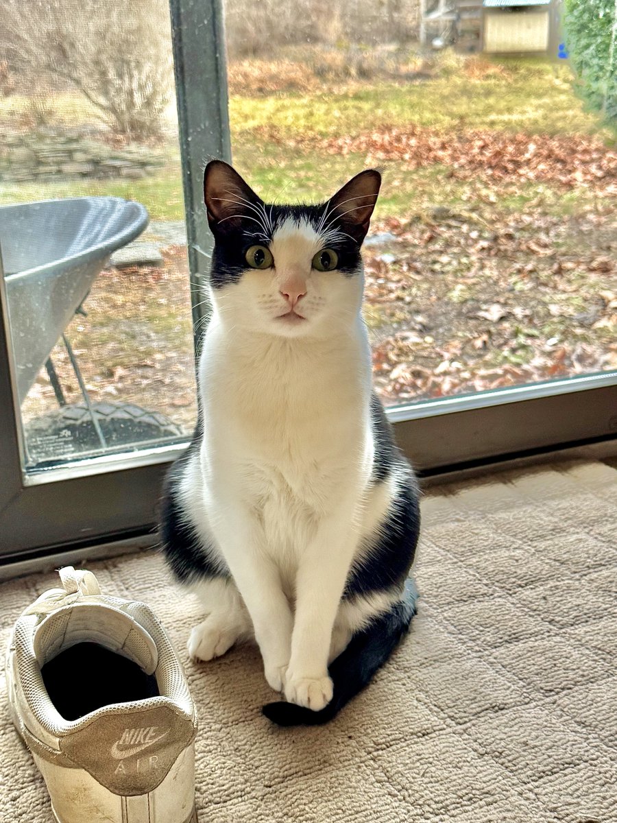 johnmelton0's tweet photo. Meow! #regis2026 https://t.co/KNQBvBUAT2