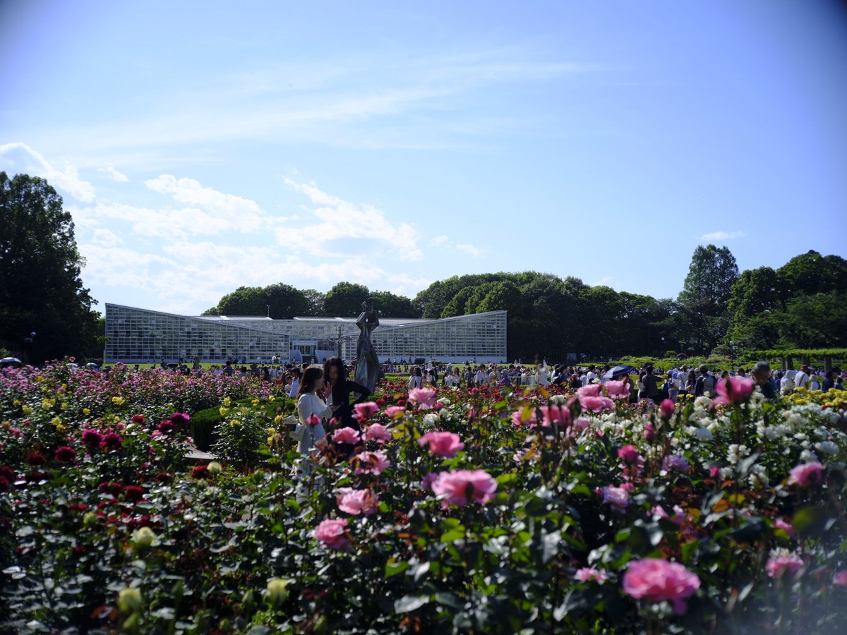 JollyRutterkin's tweet photo. #神代植物公園 の春薔薇は今まさに見頃を迎えています。

OM-SYSTEM ZUIKO AUTO-MACRO 1:3.5 f=50mm

#フジフイルム #FujiFilm 
#オリンパス #OLYMPUS 
#瑞光 #ZUIKO https://t.co/qES2dAIBkc