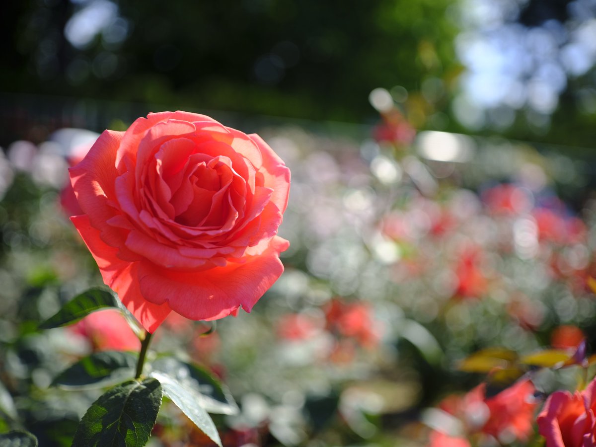 JollyRutterkin's tweet photo. #神代植物公園 の春薔薇は今まさに見頃を迎えています。

OM-SYSTEM ZUIKO AUTO-MACRO 1:3.5 f=50mm

#フジフイルム #FujiFilm 
#オリンパス #OLYMPUS 
#瑞光 #ZUIKO https://t.co/qES2dAIBkc