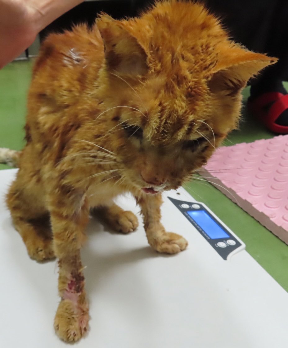 🆘緊急🆘#収容猫
🆘#傷病収容🚑#負傷猫🚨
🆘掲載期限5/13(水)
5/7(木)千葉県市川市鬼高
♀茶トラ
📲東葛飾支所🙇🏻‍♂️
迷い猫/迷子/保護/ネコ/ねこ/チャトラ/茶色/江東/東京/船橋/原木/二俣新町/西/京成/東/鬼越/菅野/法典/中山/下総/本八幡/とん/朱雀/ニッケ/ヤマザキ/神社/ラーメン/焼肉/食堂/葛飾八幡宮