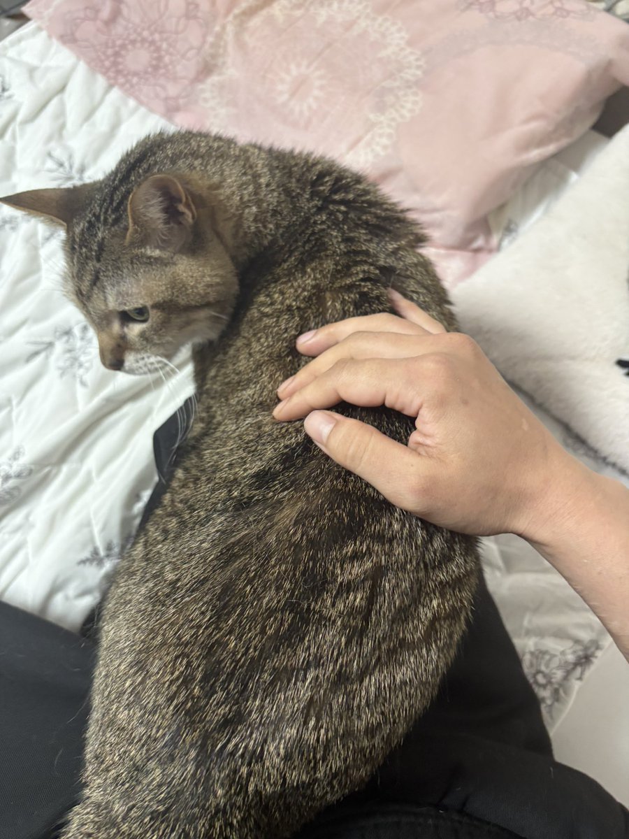 配信中、さみしくてずっと膝の上にいたベジ様。 #今日のベジータ #猫